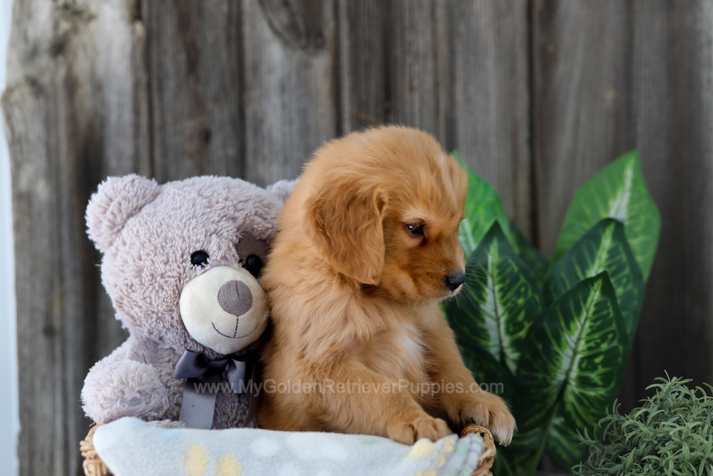 Foncie Image of Foncie, a Golden Retriever puppy