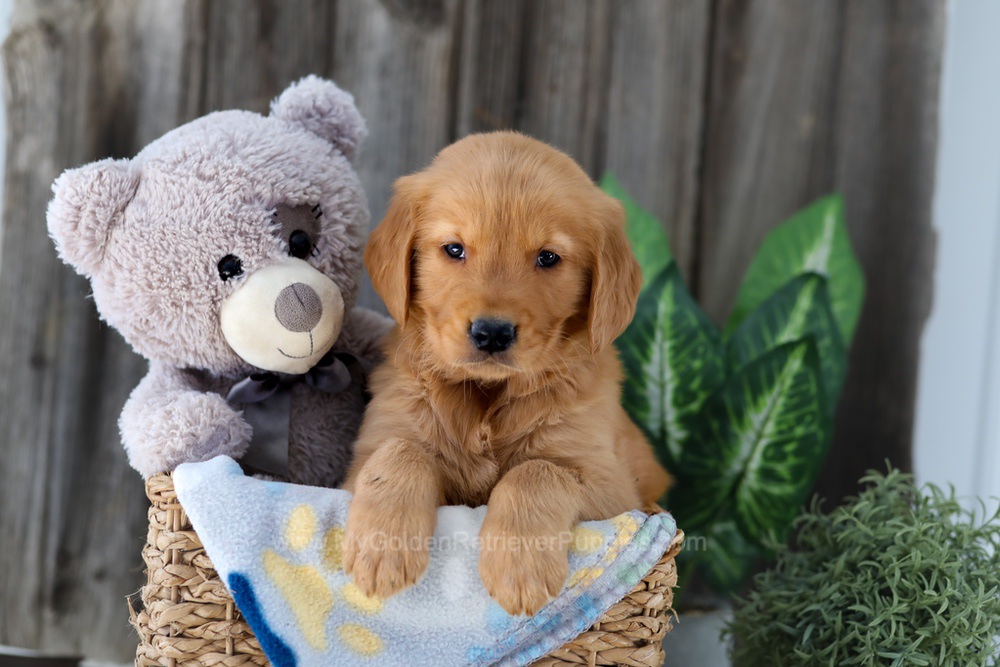 Frisco Image of Frisco, a Golden Retriever puppy