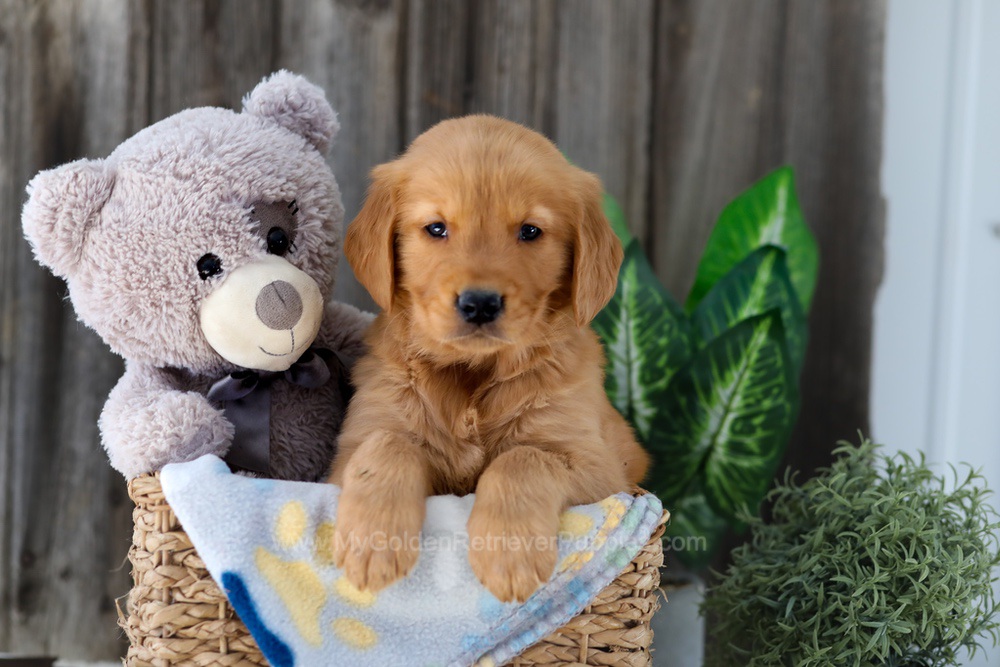 Frisco Image of Frisco, a Golden Retriever puppy