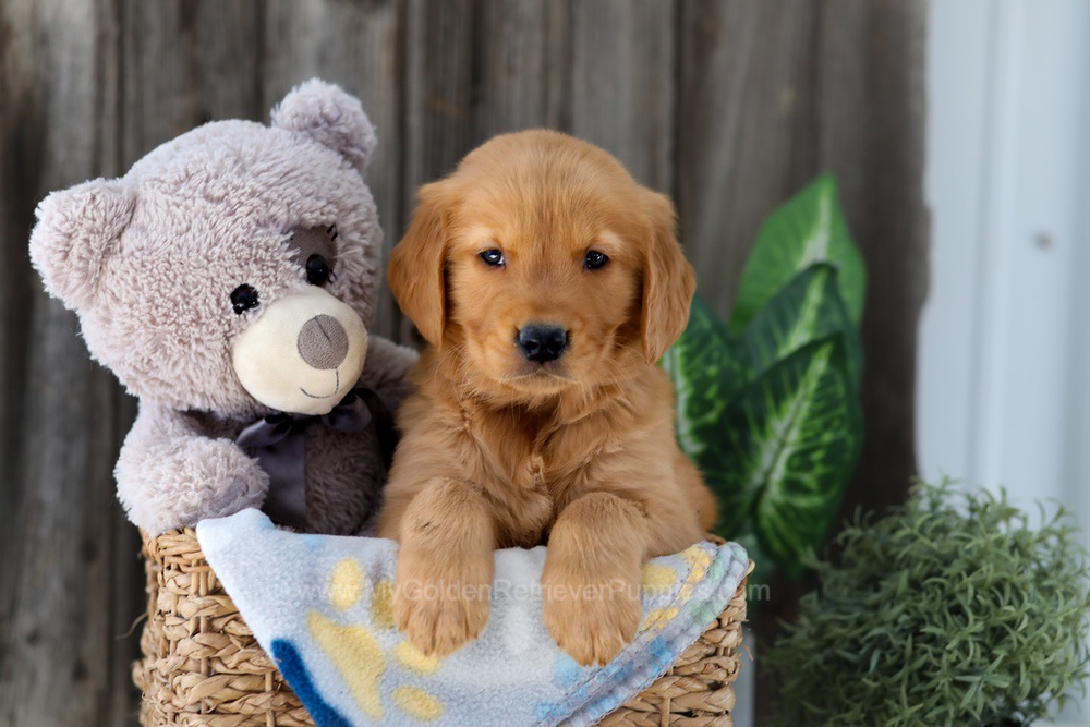 Frisco Image of Frisco, a Golden Retriever puppy