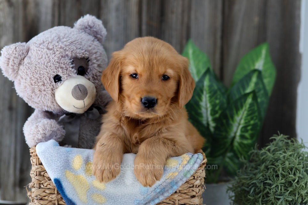 Frisco Image of Frisco, a Golden Retriever puppy