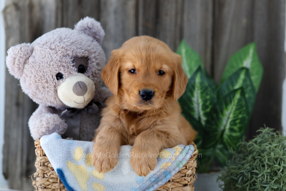 Frisco Image of Frisco, a Golden Retriever puppy