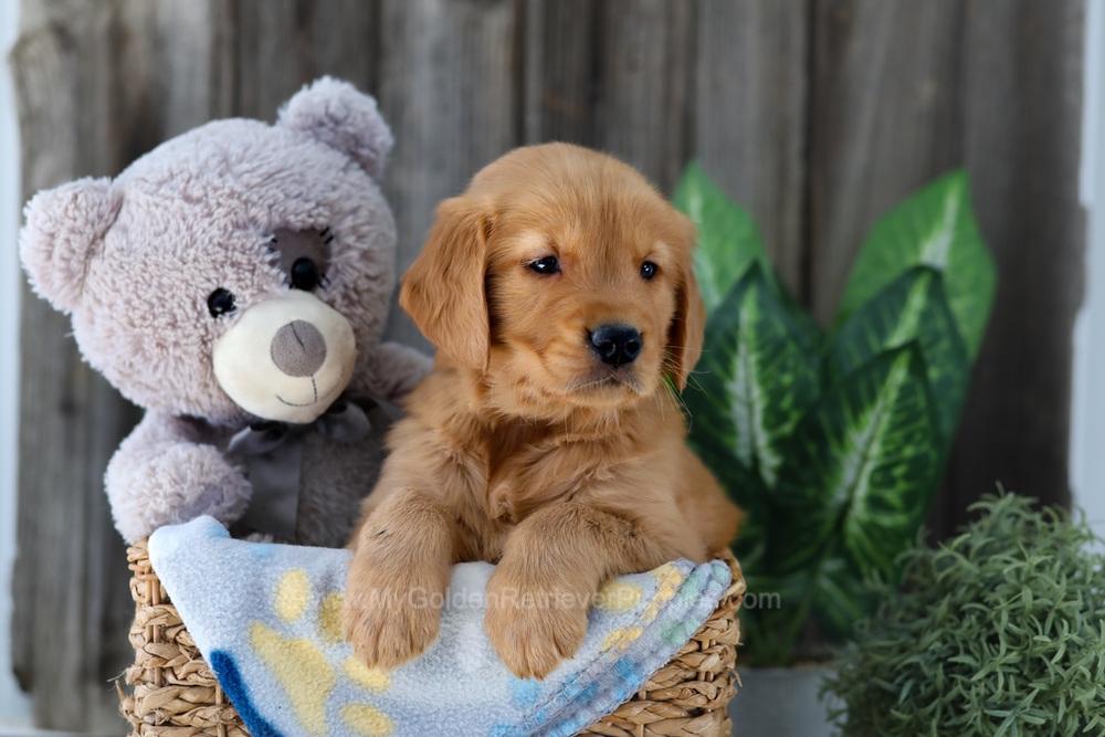 Frisco Image of Frisco, a Golden Retriever puppy