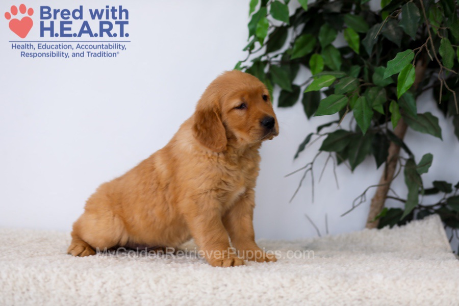Katrina (in training) Image of Katrina (in training), a Golden Retriever puppy