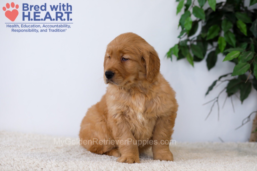 Kobe Image of Kobe, a Golden Retriever puppy