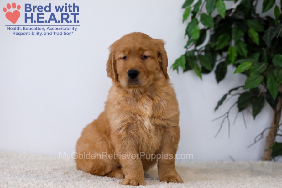 Kobe Image of Kobe, a Golden Retriever puppy