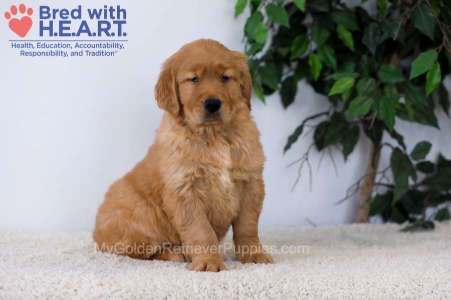 Kobe Image of Kobe, a Golden Retriever puppy