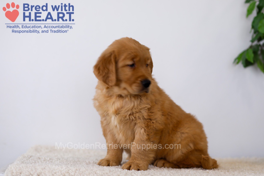 Kobe Image of Kobe, a Golden Retriever puppy