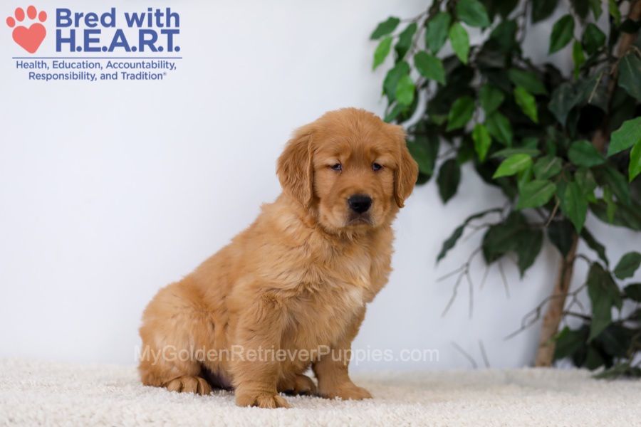 Kobe Image of Kobe, a Golden Retriever puppy