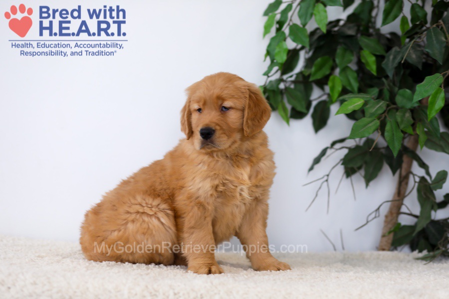 Kobe Image of Kobe, a Golden Retriever puppy