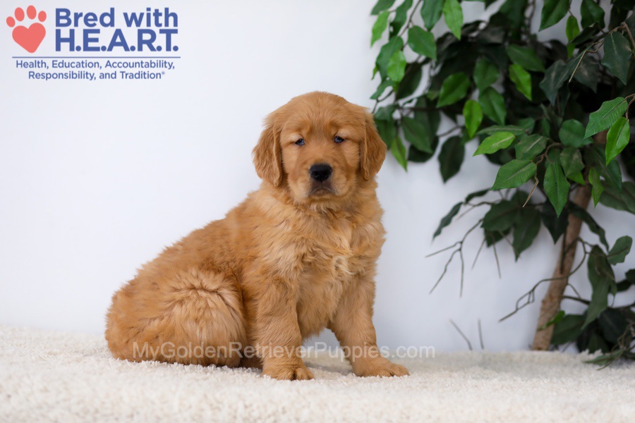 Kobe Image of Kobe, a Golden Retriever puppy