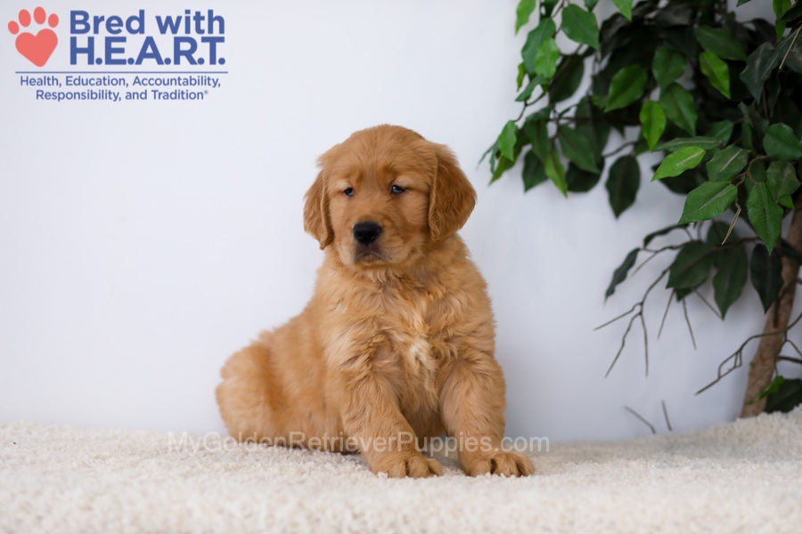 Kobe Image of Kobe, a Golden Retriever puppy