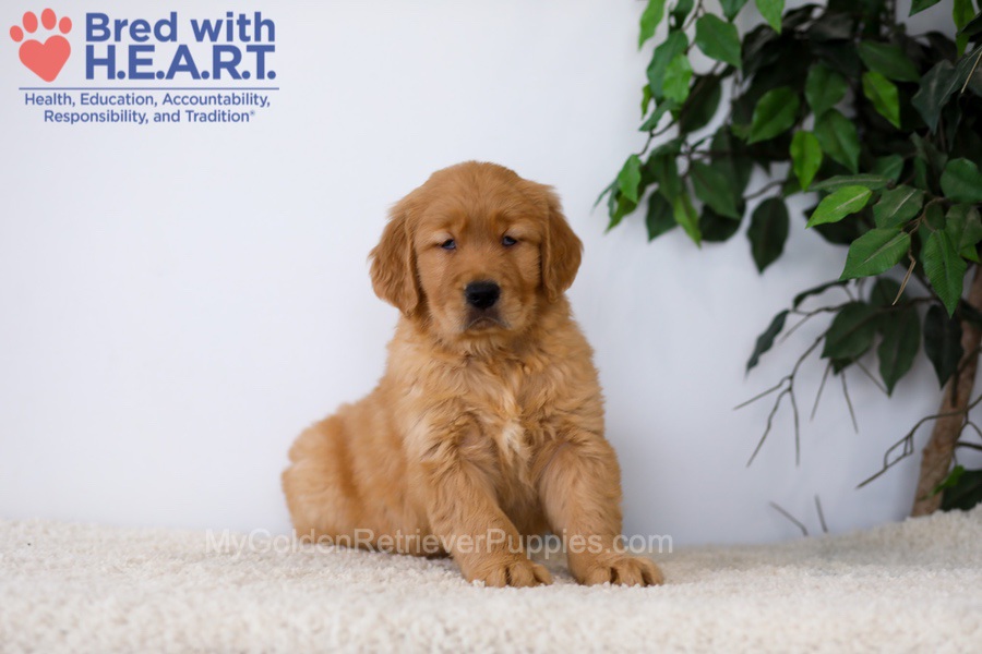 Kobe Image of Kobe, a Golden Retriever puppy