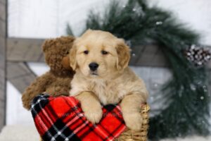 Image of Toby, a Golden Retriever puppy