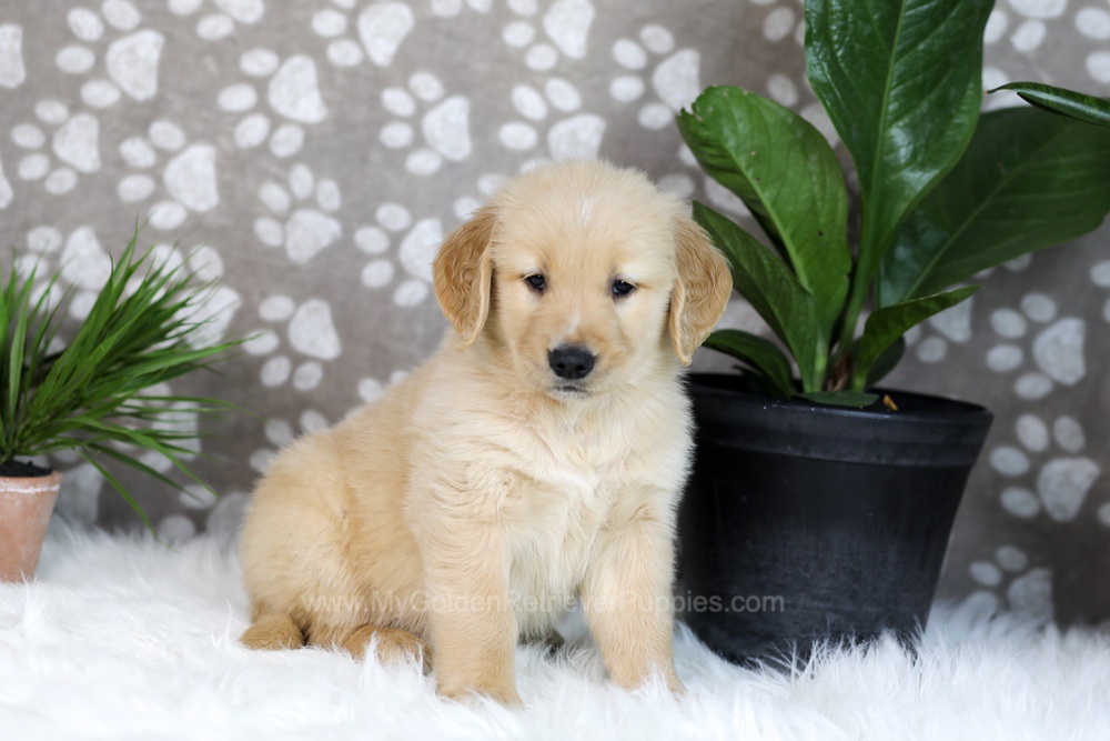 Tucker Image of Tucker, a Golden Retriever puppy
