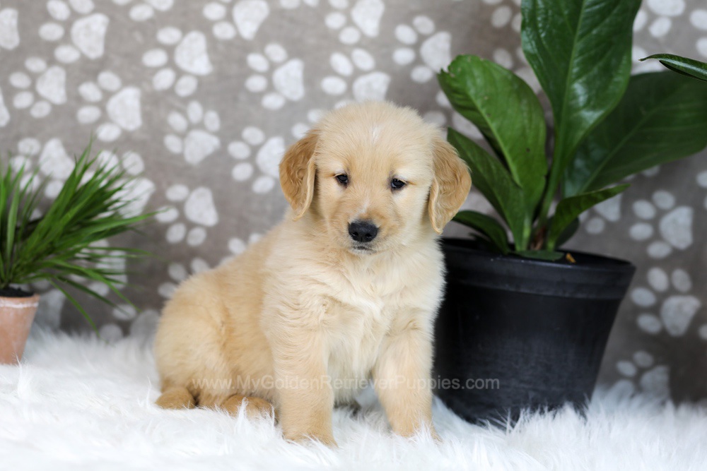 Tucker Image of Tucker, a Golden Retriever puppy