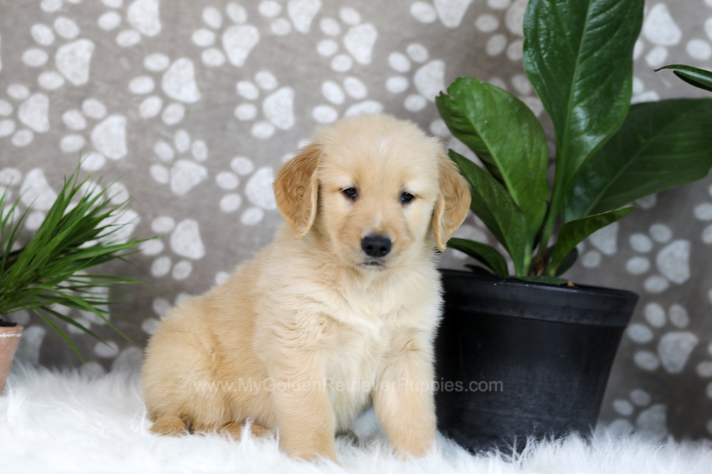 Tucker Image of Tucker, a Golden Retriever puppy
