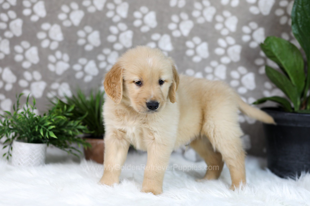 Tucker Image of Tucker, a Golden Retriever puppy