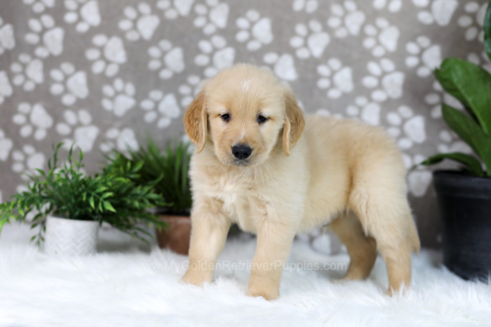 Tucker Image of Tucker, a Golden Retriever puppy