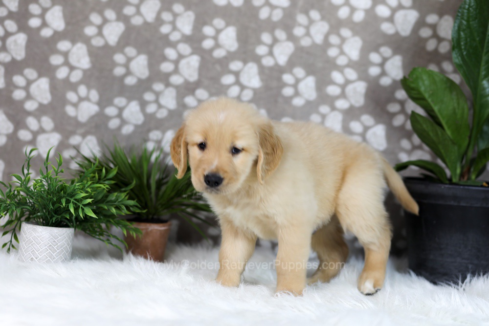 Tucker Image of Tucker, a Golden Retriever puppy