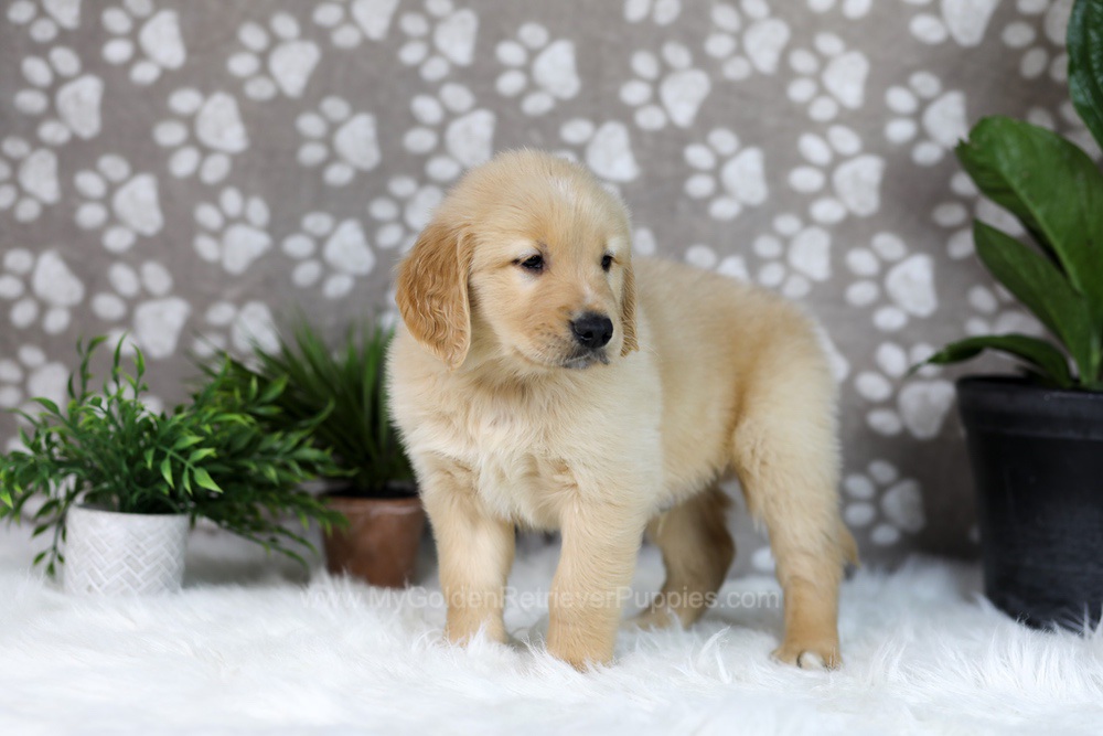 Tucker Image of Tucker, a Golden Retriever puppy