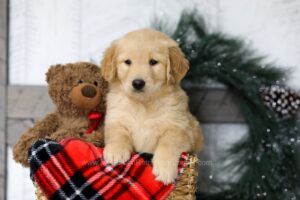 Image of Bailey, a Golden Retriever puppy