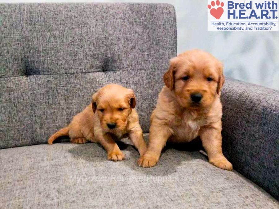 Moses 🤎 Daisy - Feb 2nd Image of Moses 🤎 Daisy - Feb 2nd, a Golden Retriever puppy