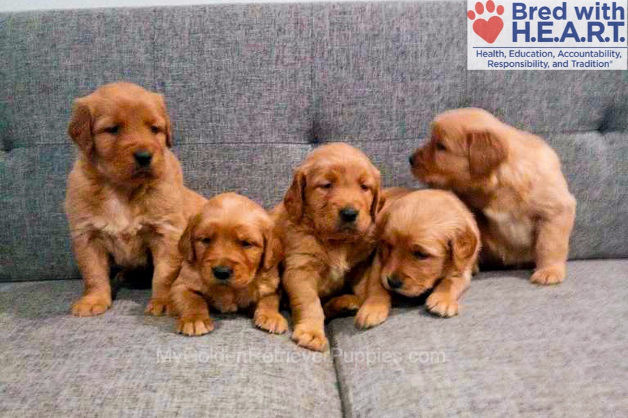 Moses 🤎 Daisy - Feb 2nd Image of Moses 🤎 Daisy - Feb 2nd, a Golden Retriever puppy