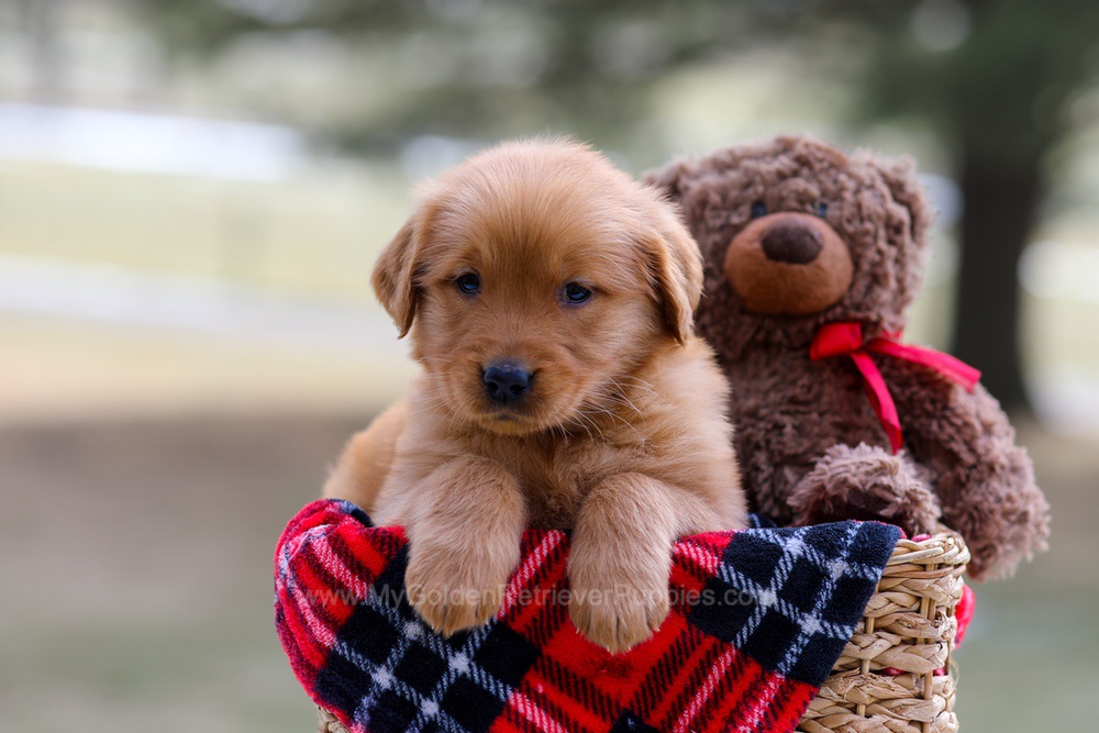 Abby Image of Abby, a Golden Retriever puppy