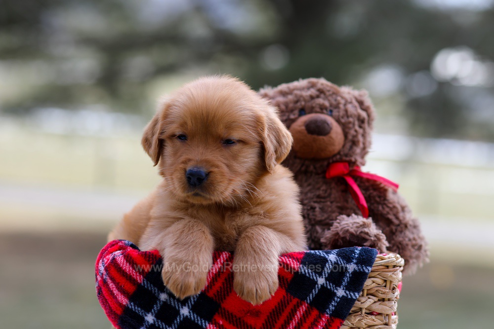 Abby Image of Abby, a Golden Retriever puppy