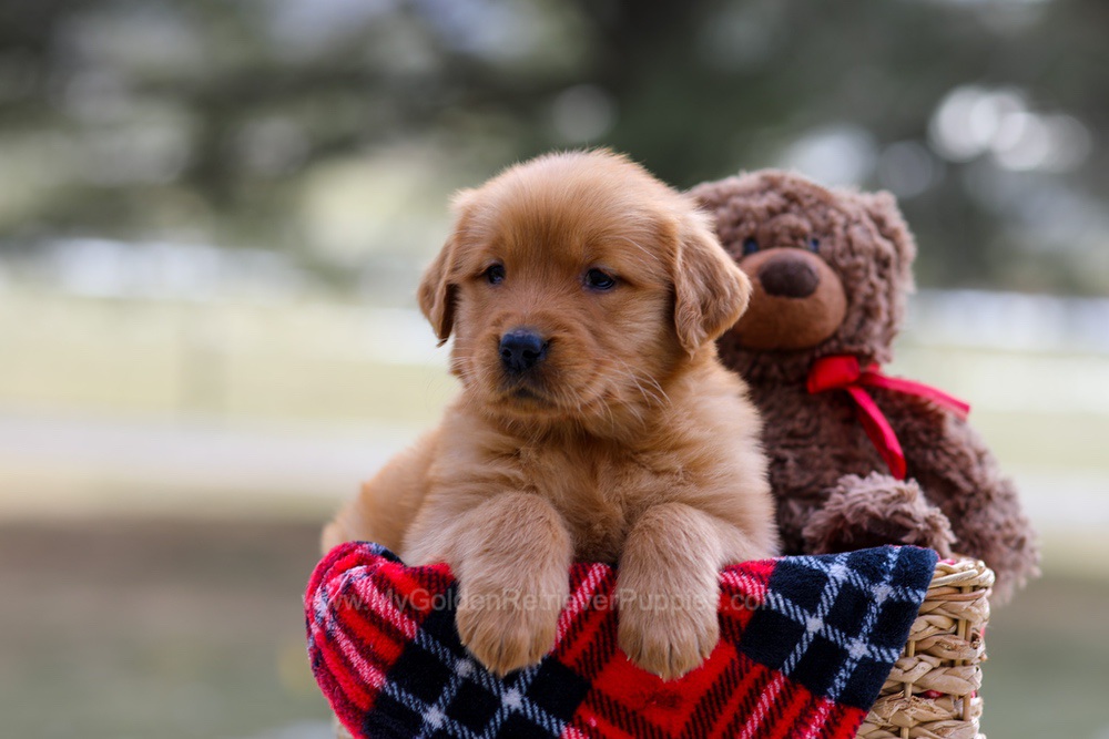Abby Image of Abby, a Golden Retriever puppy