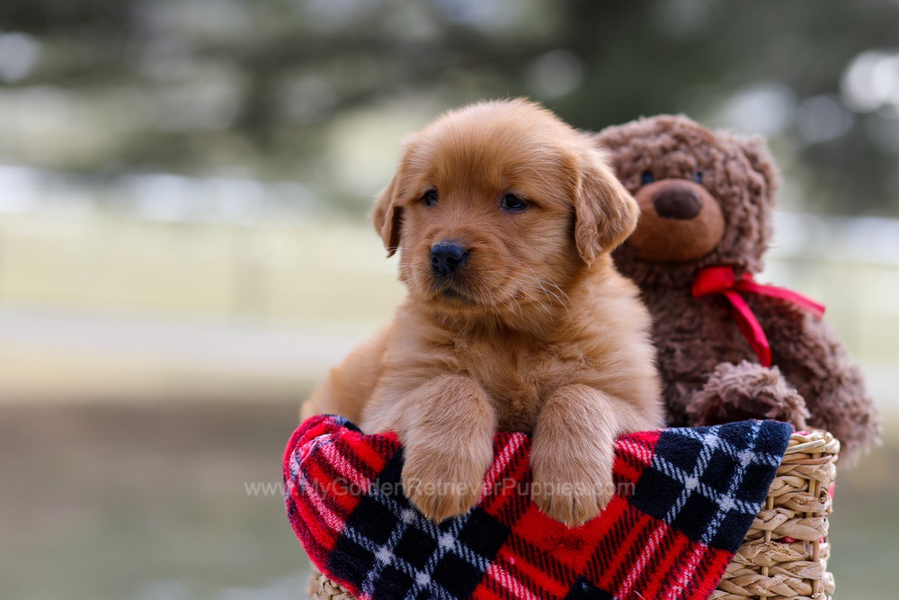 Abby Image of Abby, a Golden Retriever puppy