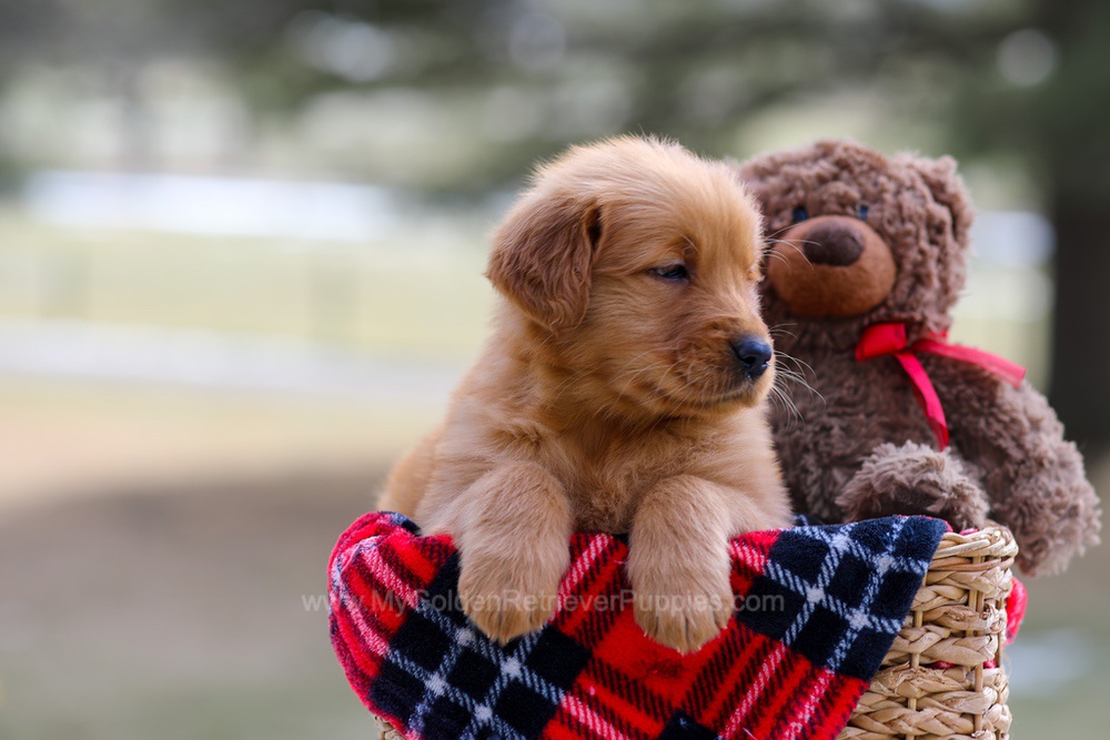 Abby Image of Abby, a Golden Retriever puppy