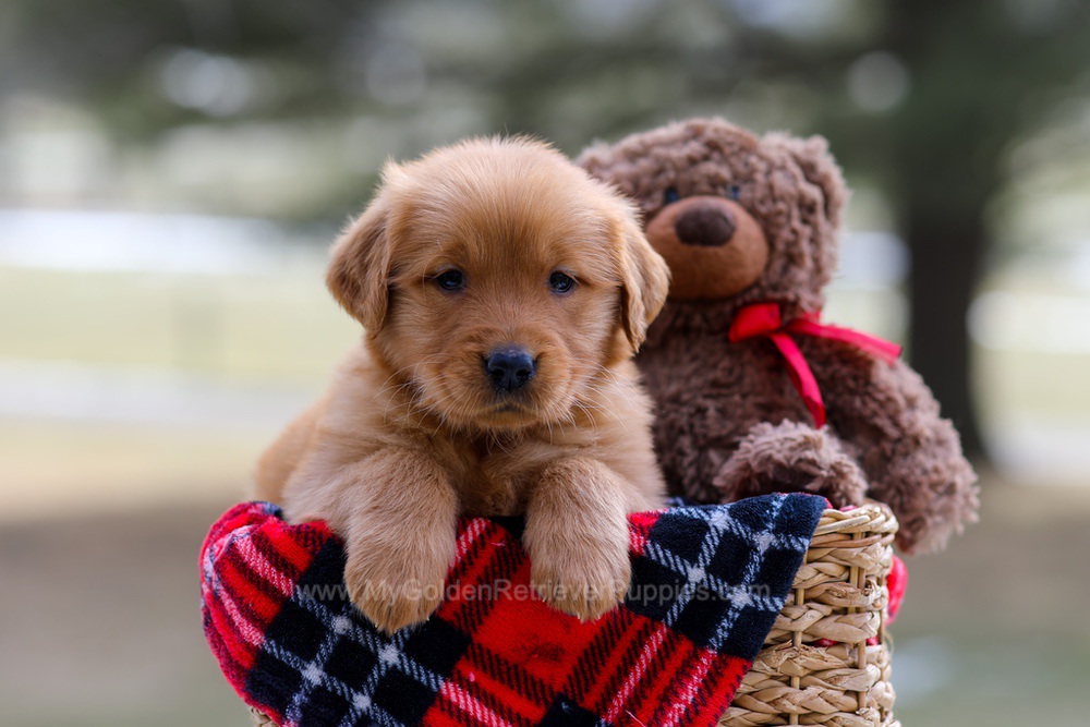 Abby Image of Abby, a Golden Retriever puppy