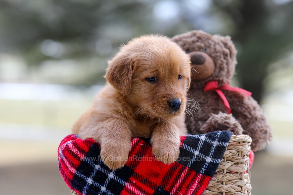Abby Image of Abby, a Golden Retriever puppy