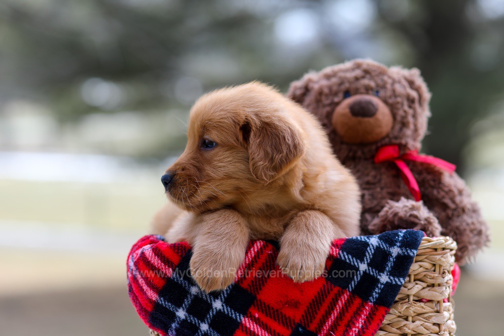 Abby Image of Abby, a Golden Retriever puppy
