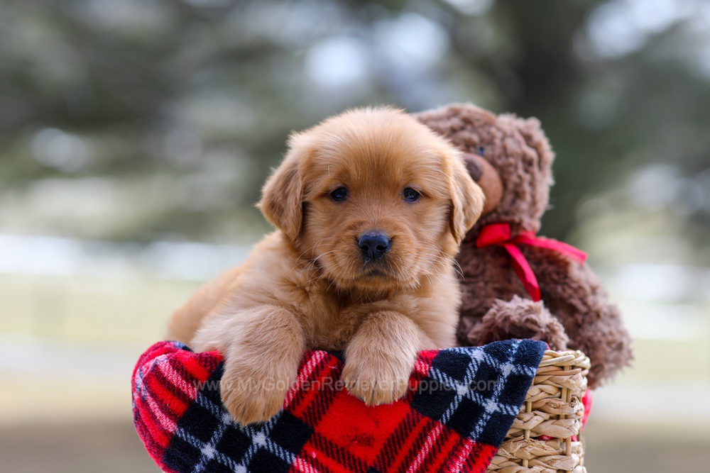 Abby Image of Abby, a Golden Retriever puppy