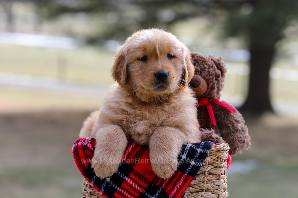 Alex Image of Alex, a Golden Retriever puppy