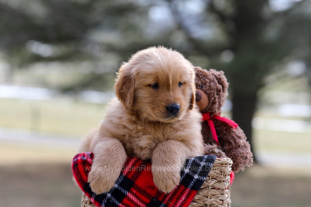 Alex Image of Alex, a Golden Retriever puppy