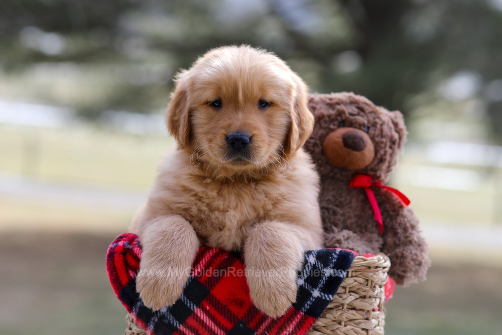 Alex Image of Alex, a Golden Retriever puppy