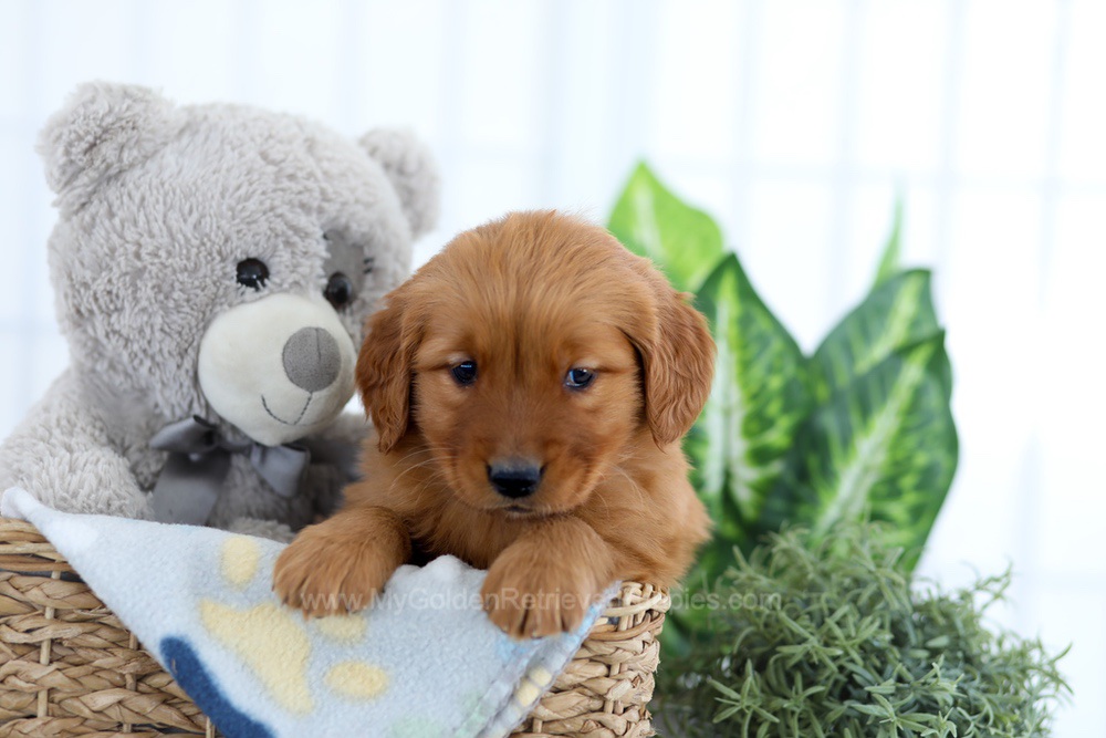 Alpine Image of Alpine, a Golden Retriever puppy