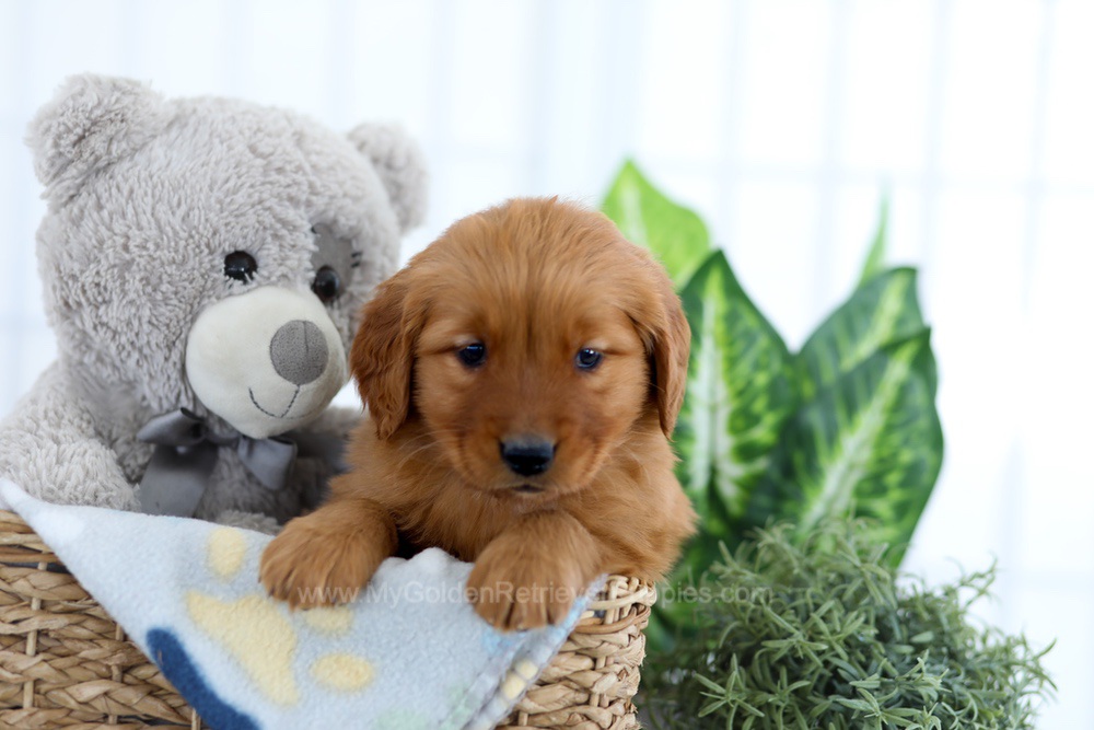 Alpine Image of Alpine, a Golden Retriever puppy