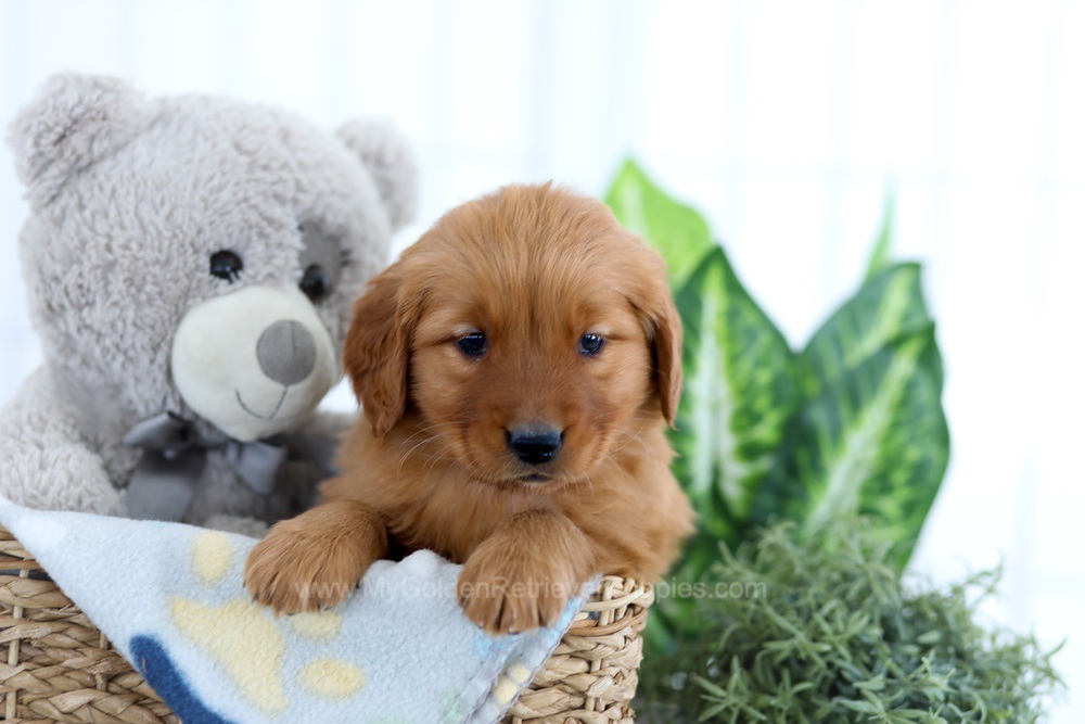 Alpine Image of Alpine, a Golden Retriever puppy