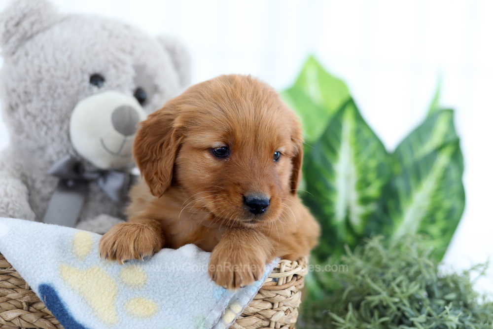 Alpine Image of Alpine, a Golden Retriever puppy