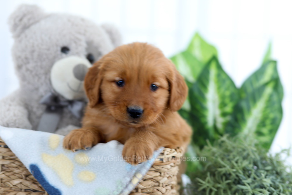 Alpine Image of Alpine, a Golden Retriever puppy