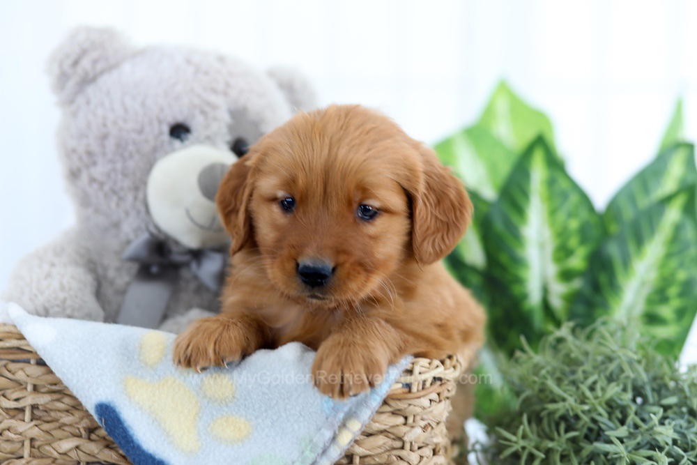 Alpine Image of Alpine, a Golden Retriever puppy