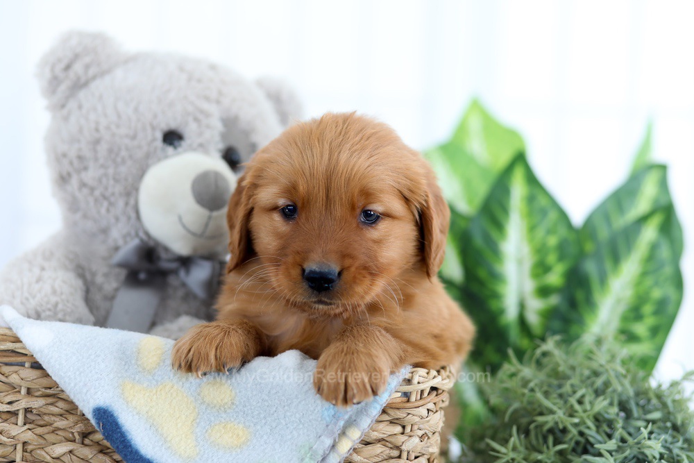 Alpine Image of Alpine, a Golden Retriever puppy