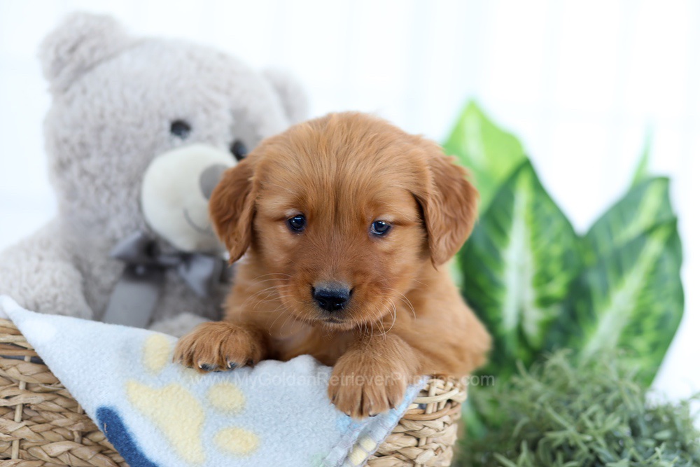 Alpine Image of Alpine, a Golden Retriever puppy
