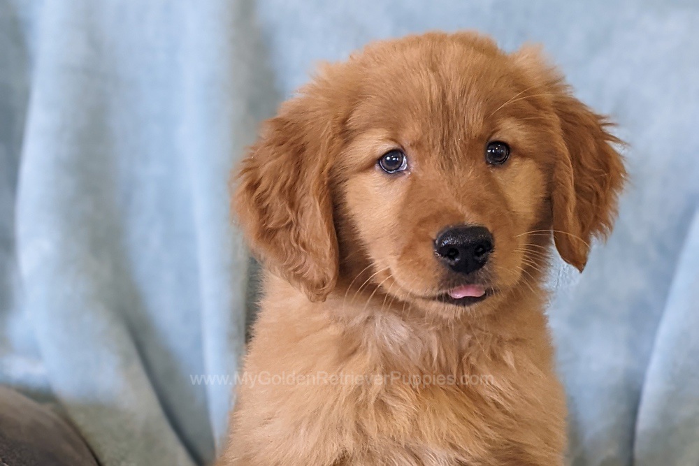 Aspen Image of Aspen, a Golden Retriever puppy