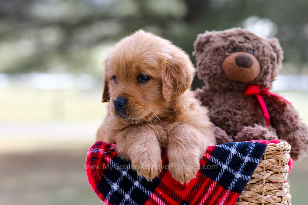 Ava (trained) Image of Ava (trained), a Golden Retriever puppy